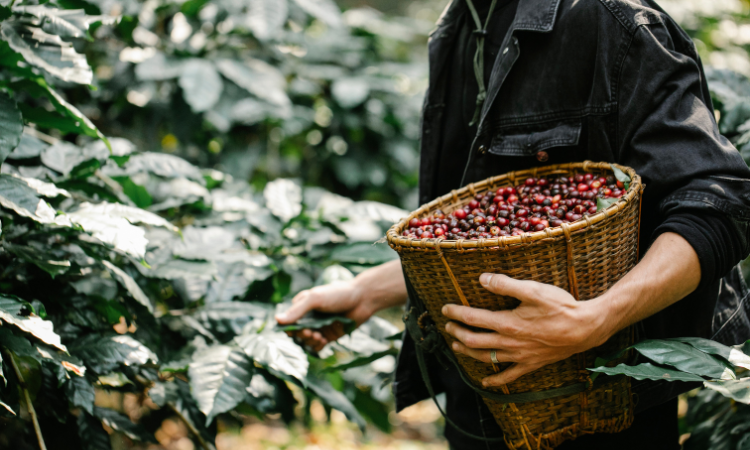 harvesting-coffee-beans